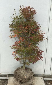 植木 盆栽 ドウダンツツジ 生垣の人気商品 通販 価格比較 価格 Com