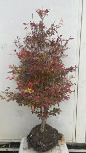 i hE_ccW 1.1mi܂܂j116 ikCAkA͕ʓrKvjUP ǂ _ c A c  _ V{c[ t gt 