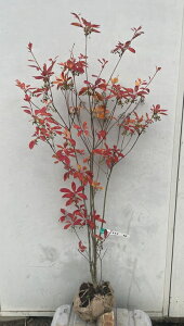 i xjTThE_ccW 1.1mi܂܂j44 ikCAkA͕ʓrKvjgXуhE_ gTT ԉ c Xі͗l UP ǂ _