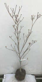 楽天市場 ハナミズキ 苗木 白の通販