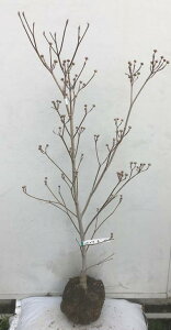 ハナミズキ 庭木 盆栽 植木の人気商品 通販 価格比較 価格 Com ハナミズキ 庭木 盆栽 植木の人気商品 通販 価格比較 価格 Com