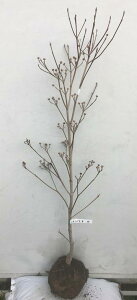 ハナミズキ 庭木 盆栽 植木の人気商品 通販 価格比較 価格 Com ハナミズキ 庭木 盆栽 植木の人気商品 通販 価格比較 価格 Com