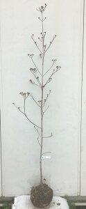 ハナミズキ 庭木 盆栽 植木の人気商品 通販 価格比較 価格 Com