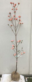 楽天市場 庭木 種類 植物 ハナミズキ の通販 楽天市場 庭木 種類 植物 ハナミズキ の通販