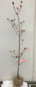 ハナミズキ 庭木 盆栽 植木の人気商品 通販 価格比較 価格 Com ハナミズキ 庭木 盆栽 植木の人気商品 通販 価格比較 価格 Com