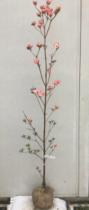 ハナミズキ 庭木 盆栽 植木の人気商品 通販 価格比較 価格 Com ハナミズキ 庭木 盆栽 植木の人気商品 通販 価格比較 価格 Com