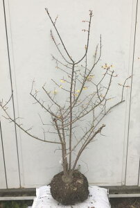 植木 盆栽 ロウバイ 落葉樹 Diy 工具の人気商品 通販 価格比較 価格 Com