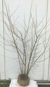 植木 盆栽 エゴノキの人気商品 通販 価格比較 価格 Com 植木 盆栽 エゴノキの人気商品 通販 価格比較 価格 Com