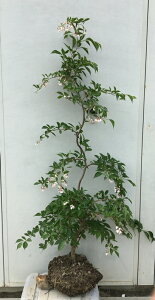 現品発送 シダレエゴノキ 赤花 樹高1.4m(根鉢含まず)05 送料無料(北海道・東北・離島は別途送料が必要)枝垂れ シンボルツリー 庭木 苗木 ガーデニング 落葉 株立ち 高木 記念樹 苗木ギフ