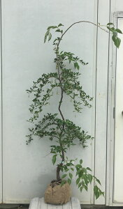 i V_GSmL ԉ 1.4mi܂܂j10 ikCEkE͕ʓrKvj} V{c[  c K[fjO t   LO c؃Mt