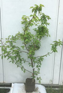花 雲 植木 盆栽の人気商品 通販 価格比較 価格 Com 花 雲 植木 盆栽の人気商品 通販 価格比較 価格 Com