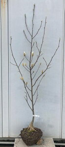 i N 2.0mi܂܂j37 ikCEkE͕ʓrKvjnNN }OmA V{c[  c K[fjO t  LO K[f