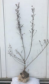 《現品発送・送料無料》利休梅（リキュウバイ）樹高1.5m（根鉢含まず）11　【シンボルツリー/庭木/苗木/ガーデニング/落葉ガーデニング/ギフト/贈り物】※北海道・東北・離島は別途送料が必要