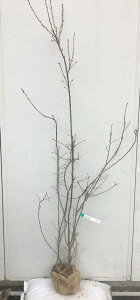 苗木 梅の通販 価格比較 価格 Com