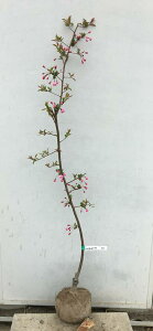 現品発送 ハナカイドウ 樹高1.3m(根鉢含まず)31 送料無料(北海道・東北・離島は別途送料が必要)花海棠 シンボルツリー 庭木 苗木 ガーデニング 落葉 高木 記念樹 ギフト 贈り物 垂糸海棠