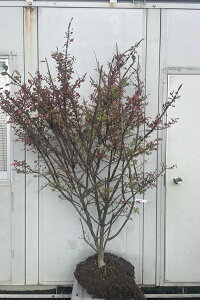 i і؁ijVLMj 1.6mi܂܂j07 ikCAkA͕ʓrKvjJ~\mL 䓁̖ ݂̂ gt c A c  t Mtg 蕨