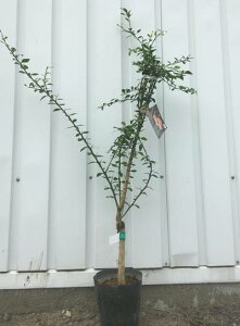 植木 盆栽 フィンガーライムの人気商品 通販 価格比較 価格 Com 植木 盆栽 フィンガーライムの人気商品 通販 価格比較 価格 Com