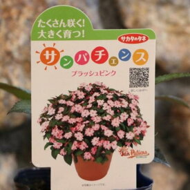 サンパチェンス ブラッシュピンク 3.5号ポット苗 インパチェンス 寄せ植え 花壇