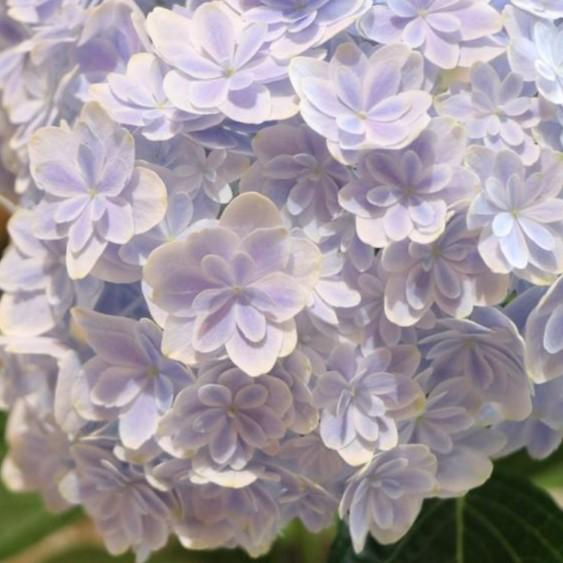 【楽天市場】アジサイ 万華鏡 ブルー 5号鉢 ハイドランジア 紫陽花