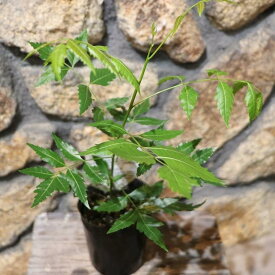 ミラクルニーム ニームの木 3.5号ポット苗 ニーム インドセンダン 鉢植え 地植え 花壇 植木 苗木 虫よけ ハーブ 苗 常緑樹