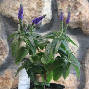 hxjJ }Gb^ 3.5|bgc 񂹐A Ԓd