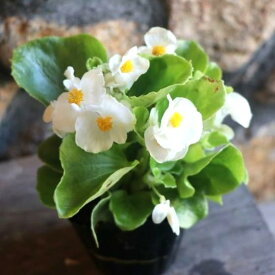 ベゴニア センパフローレンス ホワイト 3号ポット苗 寄せ植え 花壇