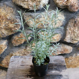 ゴンホスティグマ 2.5～3号ポット苗 寄せ植え 鉢植え 花壇 お洒落 おしゃれ 可愛い かわいい 苗木 常緑樹 春の花 夏の花 秋の花 花 苗 初心者 カラーリーフ