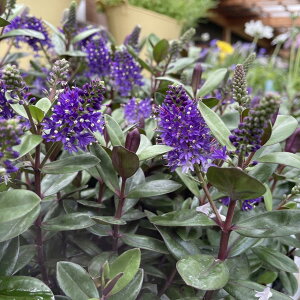 hxjJ O[X 3.5|bgc 񂹐A Ԓd J[[t