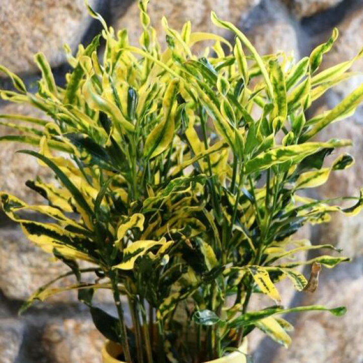 楽天市場】クロトン スクルキー 4号鉢 観葉植物 オシャレ カッコイイ 