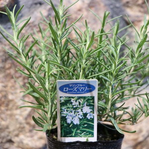  [Y}[ }u[ 3|bgc n[u 񂹐A A Ԓd    킢   t̉ H̉ ~̉  c S