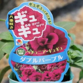 八重咲き タキイ ペチュニア ギュギュ ダブルパープル 3号ポット苗 寄せ植え 花壇