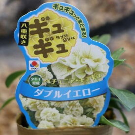 八重咲き タキイ ペチュニア ギュギュ ダブルイエロー 3号ポット苗 寄せ植え 花壇