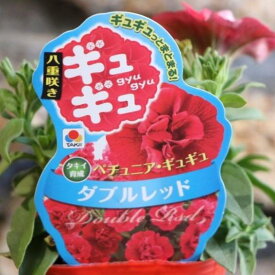 八重咲き タキイ ペチュニア ギュギュ ダブルレッド 3号ポット苗 寄せ植え 花壇
