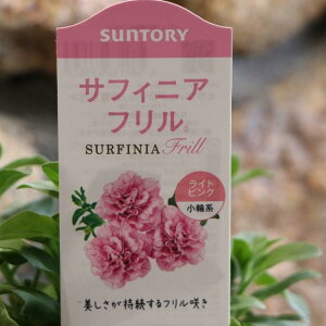 ���d�炫 �T���g���[ �T�t�B�j�A�t���� ���C�g�s���N 3���|�b�g�c �T�t�B�j�A �y�`���j�A �񂹐A�� ���A�� �Ԓd ������ ���� ���S�� �t�̉� �Ẳ� �H�̉� ��