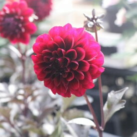 ダリア ダラヤミーナアルナ 3.5号ロングポット苗 寄せ植え 花壇 カラーリーフ