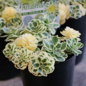 A Z_ AgeBX 2.5O|bgc OhJo[