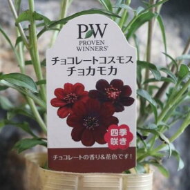 チョコレートコスモス チョコモカ 3号〜3.5号ロングポット苗 寄せ植え 花壇