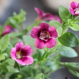 カリブラコア ティフォシーエレガンス E03 3.5号ポット苗 寄せ植え 花壇