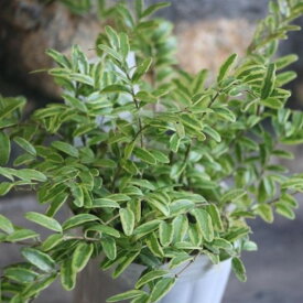 ロニセラ レモンビューティー 2.5号ポット苗 カラーリーフ 寄せ植え 花壇
