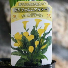 カリフォルニアカラー ゴールドラベル 3.5号ロングポット苗 カラー 寄せ植え 花壇