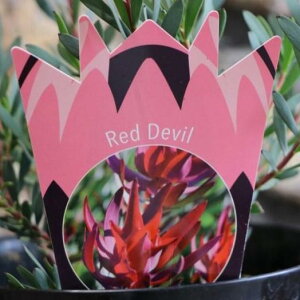 [Jfh bhfr 5 Red Devil