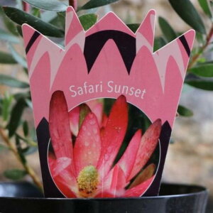 [Jfh Tt@TZbg 5 Safari Sunset