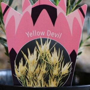 [Jfh CG[fr 5 Yellow Devil