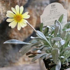 ガザニア ビースト シルバーフォックス 3.5号ポット苗 寄せ植え 花壇 鉢植え お洒落 オシャレ 可愛い 冬の花 春の花 花 カラーリーフ