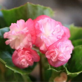 八重咲き ベゴニア パソダブル ローズ 3.5号ポット苗 寄せ植え 花壇