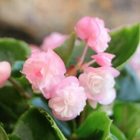 八重咲き ベゴニア パソダブル ライトピンク 3.5号ポット苗 寄せ植え 花壇