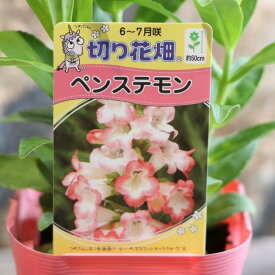 ペンステモン ピンク＆ホワイト 3号ポット苗 切り花畑 寄せ植え 花壇 鉢植え お洒落 おしゃれ 可愛い かわいい 夏の花 花 苗 切り花