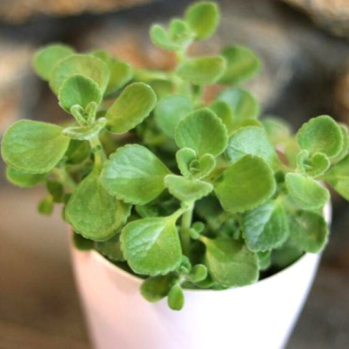 楽天市場】アロマティカス 2.5〜3号ポット苗 多肉植物 ハーブ 寄せ植え  