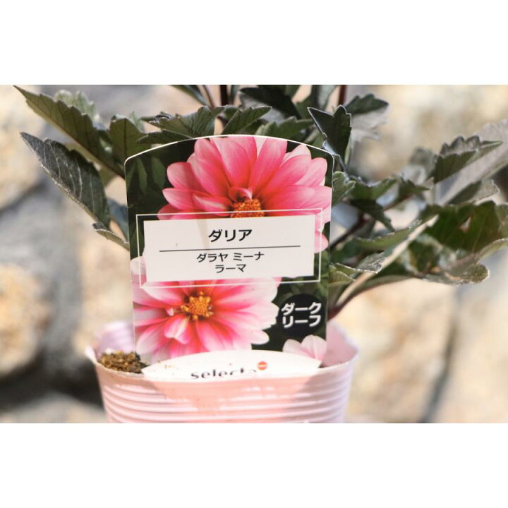 楽天市場】ダリア ダラヤミーナラーマ 3.5号ポット苗 寄せ植え 花壇 