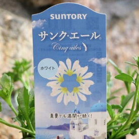 サントリー サンク・エール ホワイト 3.5号ポット苗 ブルーファンフラワー スカエボラ 寄せ植え 花壇